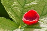 Rubus parviflorus