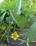 Cucurbita foetidissima