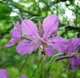 Chamaenerion angustifolium. Цветок с отдыхающей мухой. Ямало-Ненецкий автономный округ, г. Надым, северная окраина, просека в хвойно-мелколиственном лесу вдоль ЛЭП. 13 июля 2016 г.