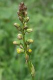 Ligularia lydiae