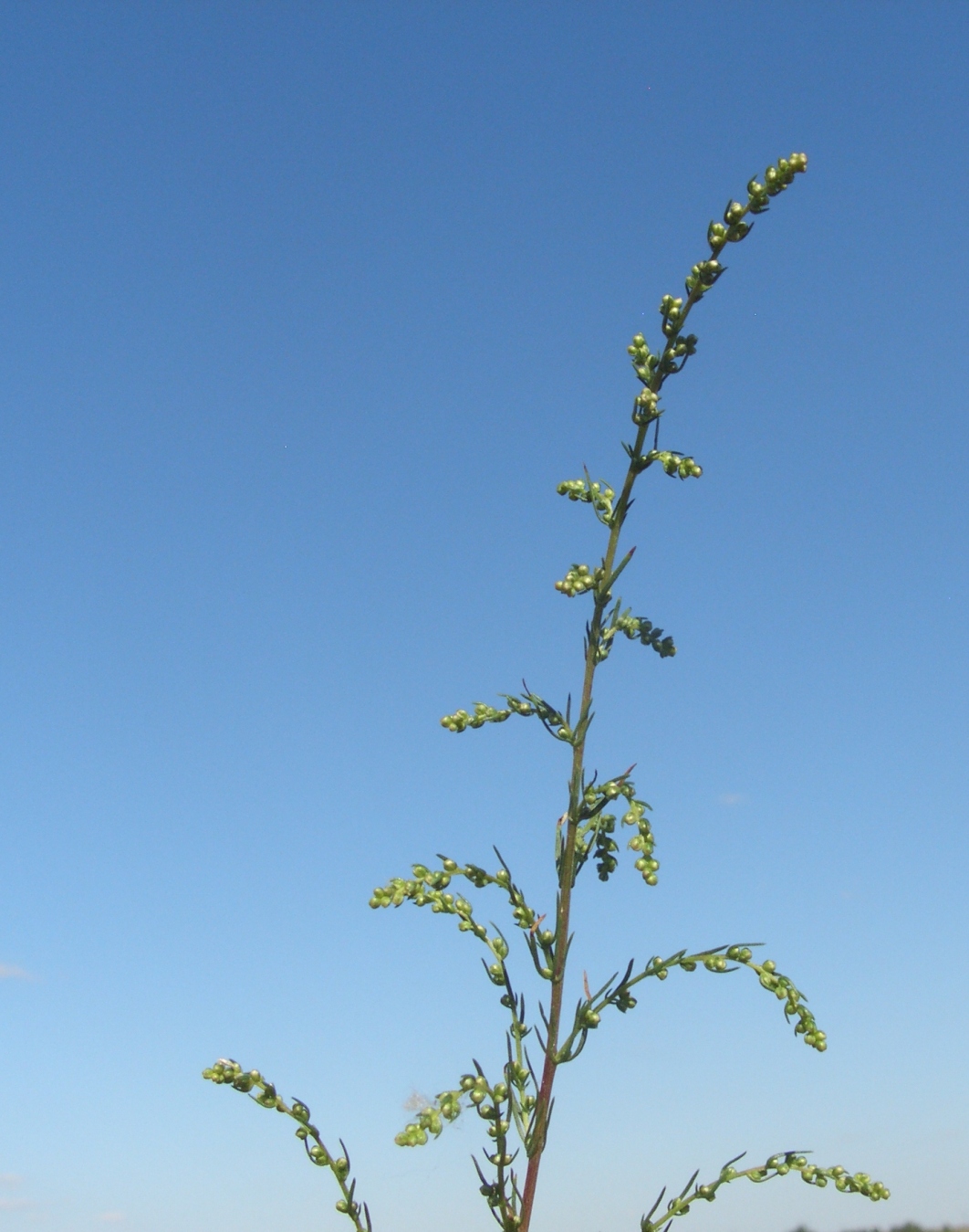 Изображение особи Artemisia campestris.