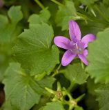 genus Campanula. Цветок, лист и цветоложе отпавшего цветка. Пермь, Свердловский р-н, на заросшей клумбе. 29 сентября 2017 г.