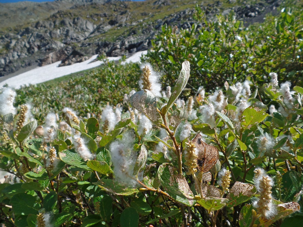 Изображение особи Salix vestita.