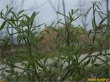 Centaurea diffusa