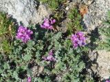 Oxytropis coerulea