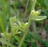 Veronica arvensis