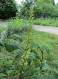 Aesculus parviflora