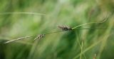 Carex lasiocarpa