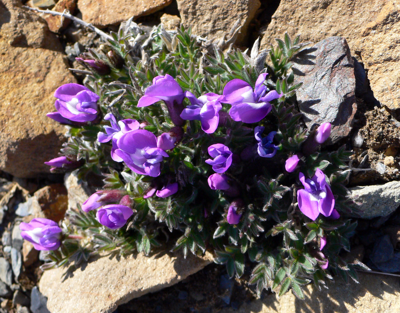 Изображение особи Oxytropis nigrescens.