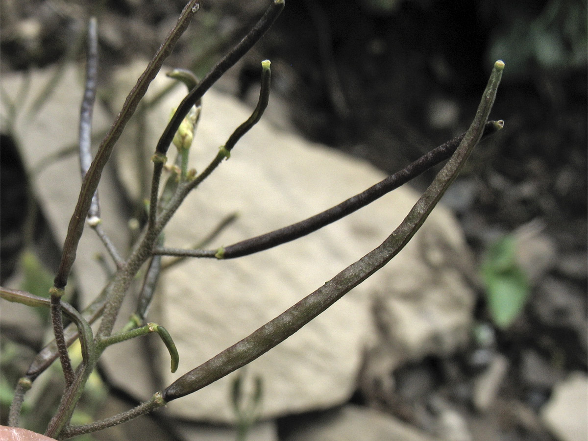 Изображение особи Arabis alpina.