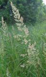 Calamagrostis neglecta. Соцветие. Тверская обл., Весьегонский р-н, ур. Пьяная поляна, берег р. Реня, болотце. 21 июня 2019 г.