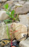 Persicaria hydropiper