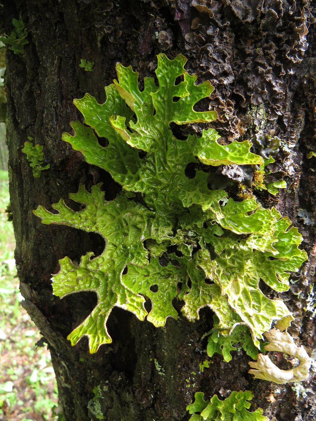 Изображение особи Lobaria pulmonaria.