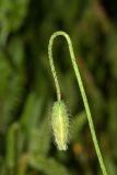 Papaver umbonatum. Верхушка побега с бутоном. Израиль, г. Бат-Ям, на заброшенной клумбе. 13.03.2019.