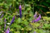 Vicia tenuifolia. Верхушка побега с соцветиями. Краснодарский край, Лазаревский р-н, мкр-н Дагомыс, гора Успенка, 150 м н.у.м., поляна. 12.06.2022.