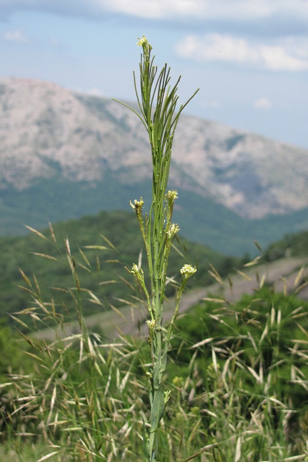 Image of Turritis glabra specimen.