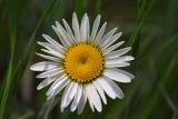 род Anthemis