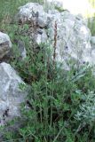 Melica monticola. Зацветающие растения. Крым, Ай-Петринская яйла. 27 мая 2010 г.