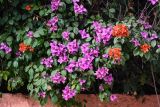 Bougainvillea glabra