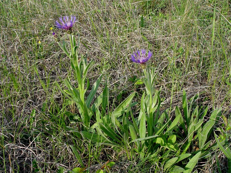 Изображение особи Centaurea czerkessica.