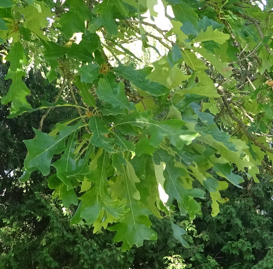 Изображение особи Quercus alba.