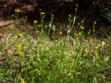 Ranunculus flammula. Цветущие растения. Тверская обл., Кимрский р-н, смешанный лес, возле лесной дороги. 18.06.2023.