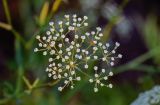 Falcaria vulgaris