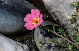 Portulaca grandiflora. Верхушка побега с цветком. Чечня, г. Аргун, в культуре. 25.07.2022.