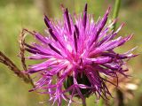 род Centaurea