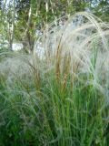 Stipa pennata