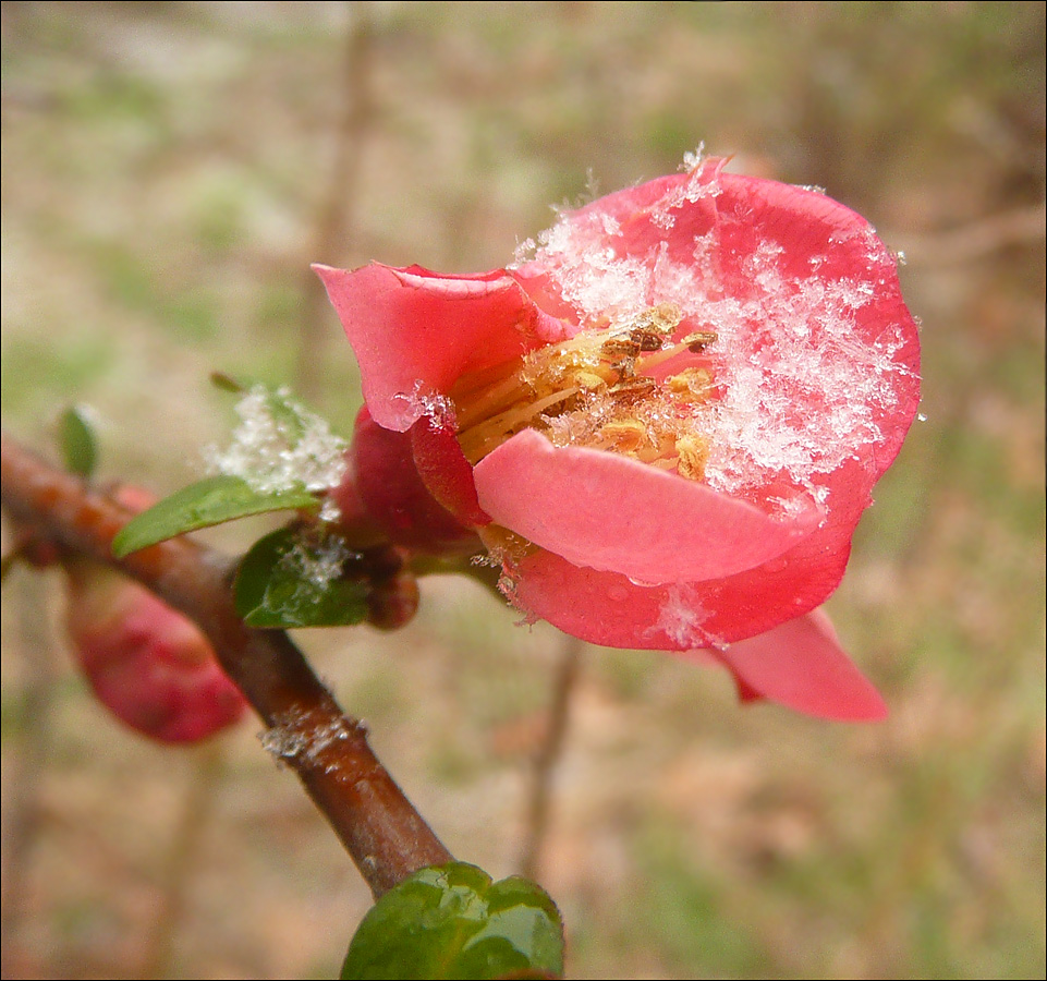 Изображение особи Chaenomeles speciosa.