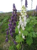 Aconitum septentrionale. Соцветия нормальной (слева) и белоцветковой формы. Коми, Интинский р-н, Приполярный Урал, хр. Малдынырд, левый борт р. Балбанью. 22.07.2011.