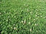 Trifolium repens