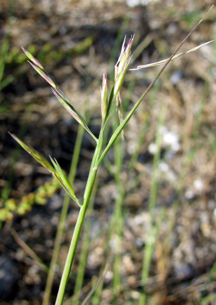 Изображение особи Puccinellia gigantea.