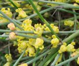 Ephedra monosperma