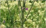 Cirsium palustre