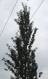 Cercidiphyllum japonicum. Верхняя часть кроны молодого дерева ('Rotfuchs'). Нидерланды, г. Venlo, \"Floriada 2012\". 11.09.2012.