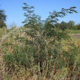 Gleditsia triacanthos