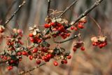 Euonymus sachalinensis