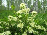 Spiraea hypericifolia