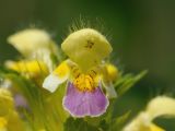 Galeopsis speciosa