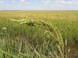 род Echinochloa. Соплодие. Краснодарский край, станица Старонижестеблиевская, рисовый чек. 22.08.2013.