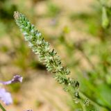 Reseda alba ssp. decursiva