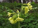 Primula elatior