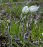 Pulsatilla patens