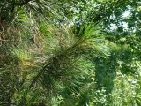 Pinus sibirica. Ветви дерева. Кемеровская обл., г. Прокопьевск. 06.07.2014.
