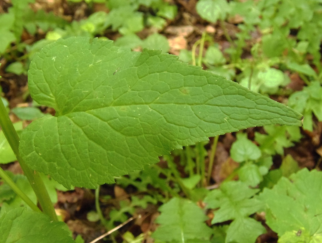 Изображение особи Phyteuma spicatum.