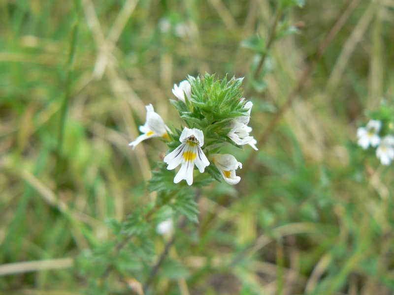 Изображение особи Euphrasia fennica.