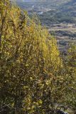 Salix caspica