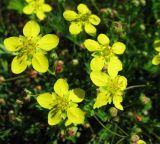 Potentilla semiglabra. Соцветие с цветками и завязавшимися плодами. Иркутская обл., пос. Листвянка, берег оз. Байкал. 22.07.2014.